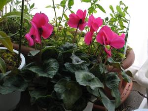 IMG_0950.jpg